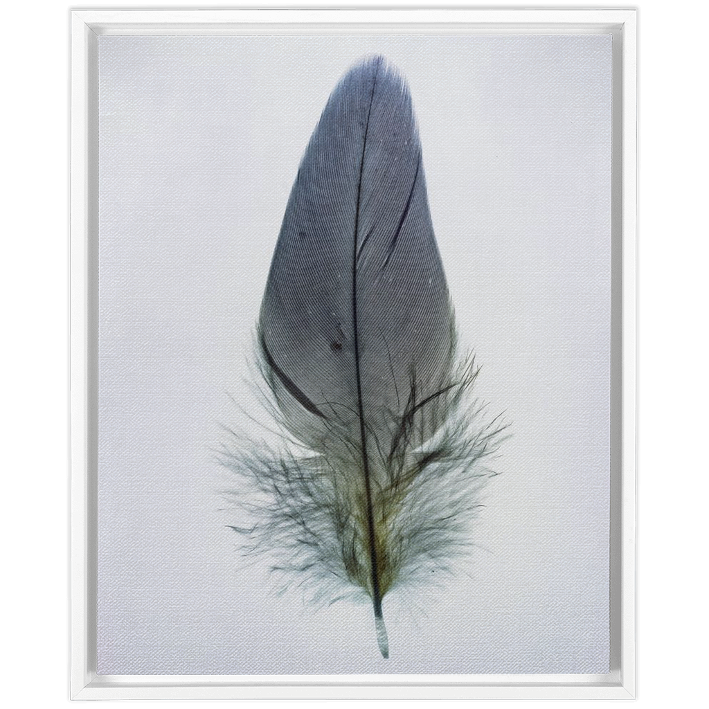 Feather Study