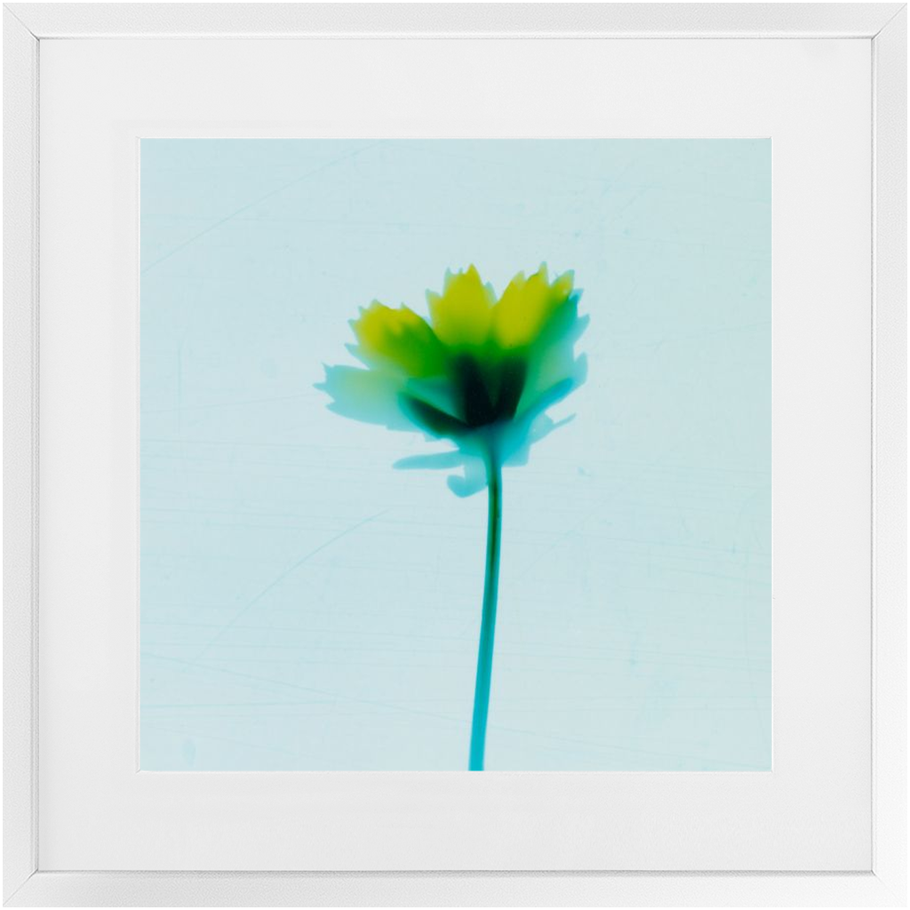 Polaroid Colour Study