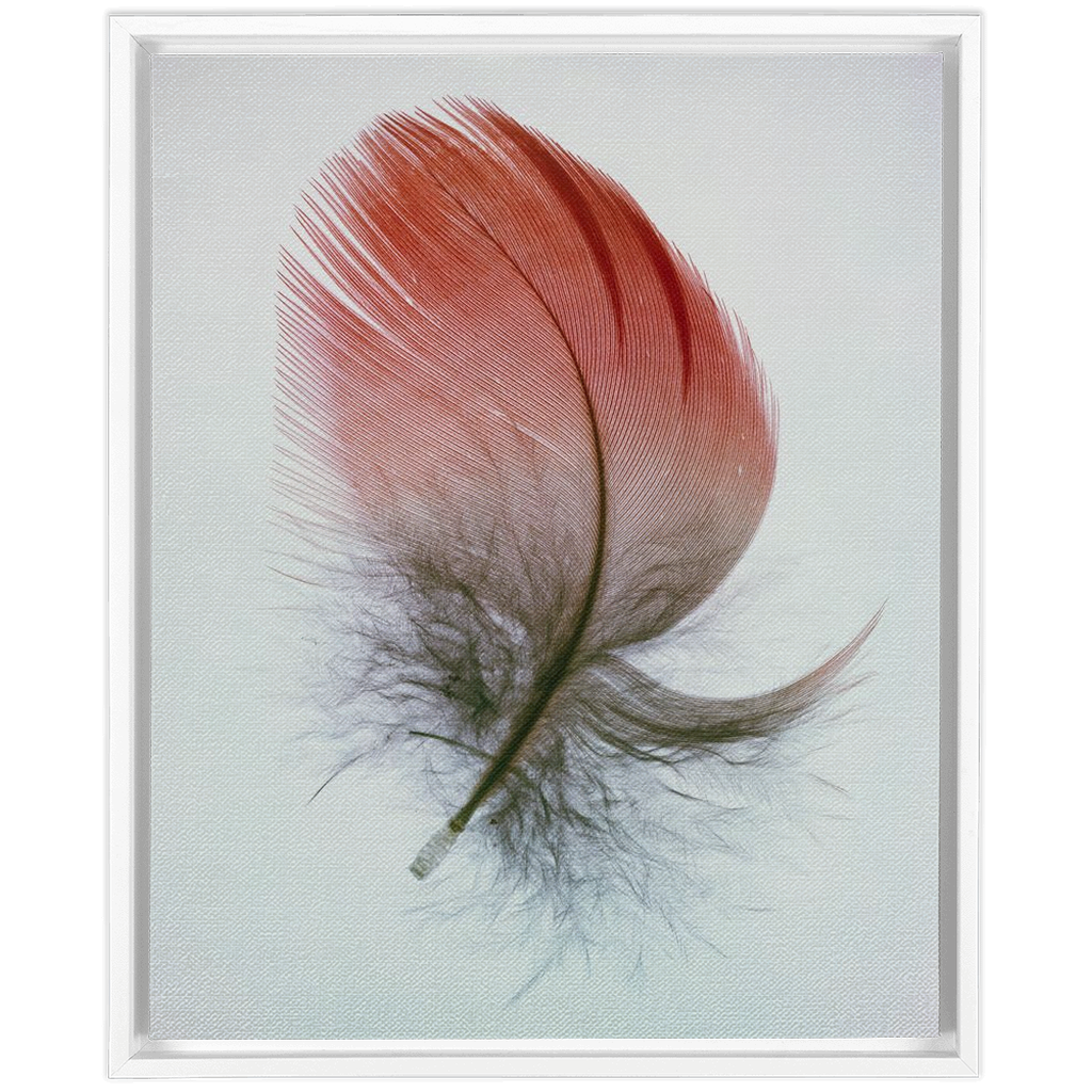 Feather Study