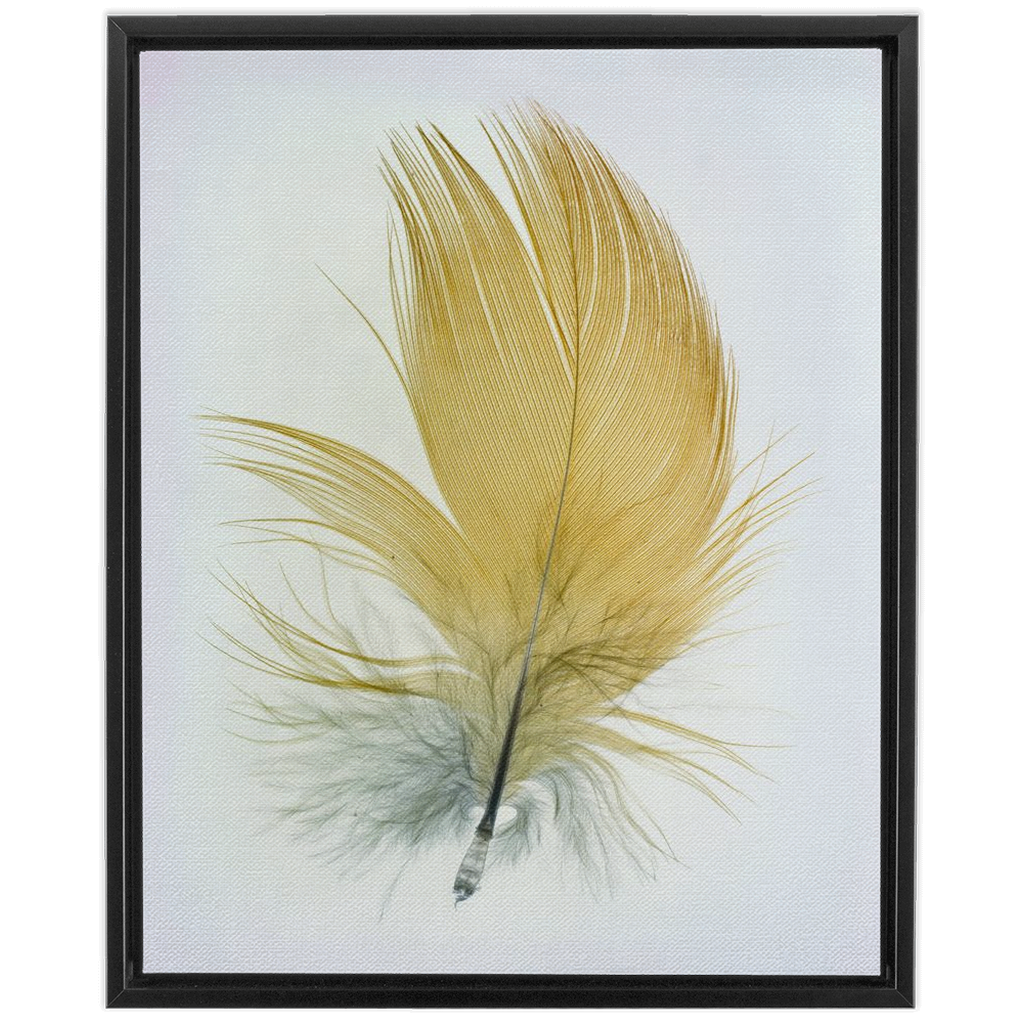 Feather Study