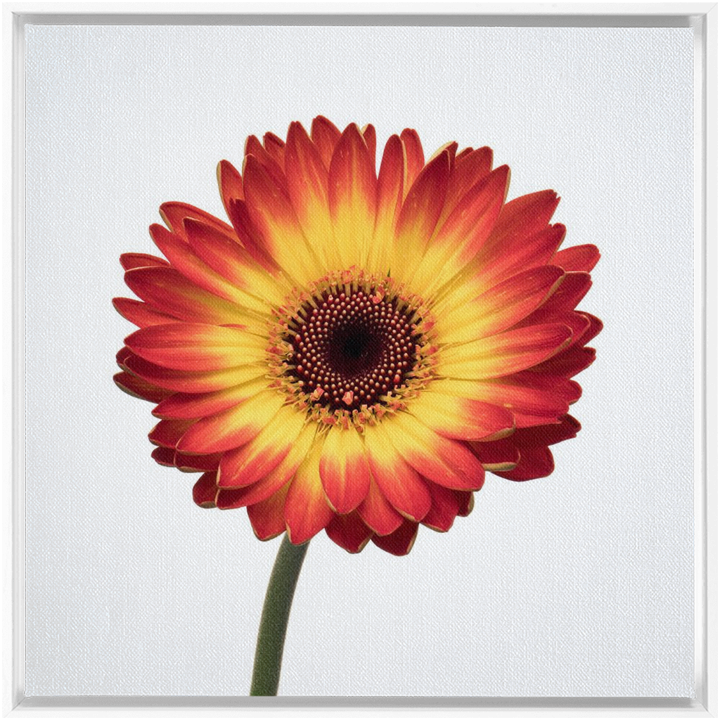 Flaming Gerbera