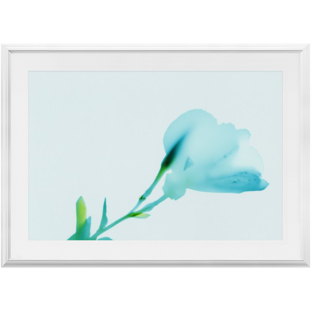 Polaroid Colour Study