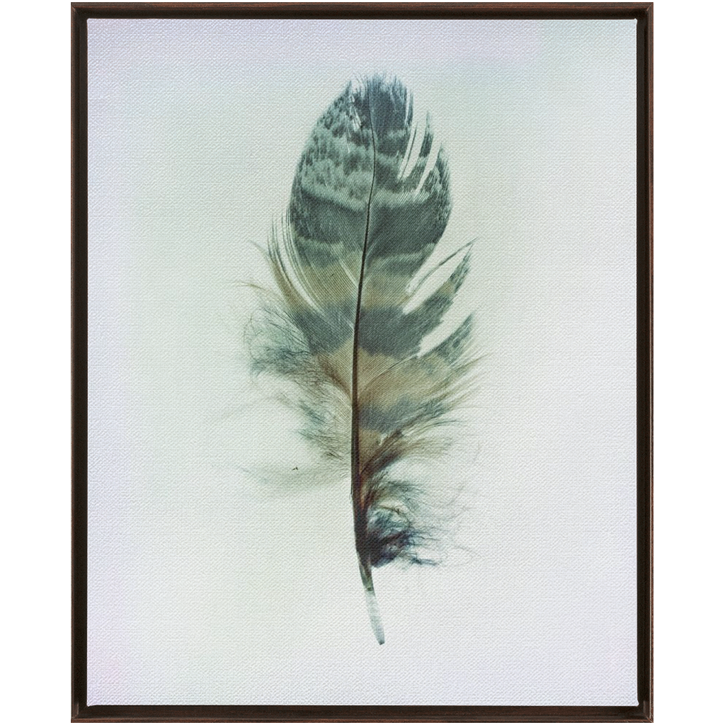 Feather Study