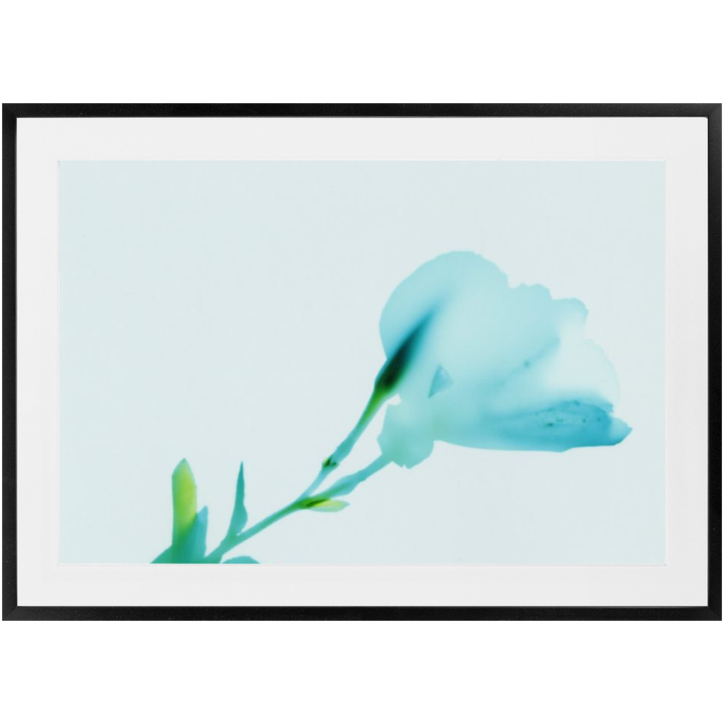 Polaroid Colour Study