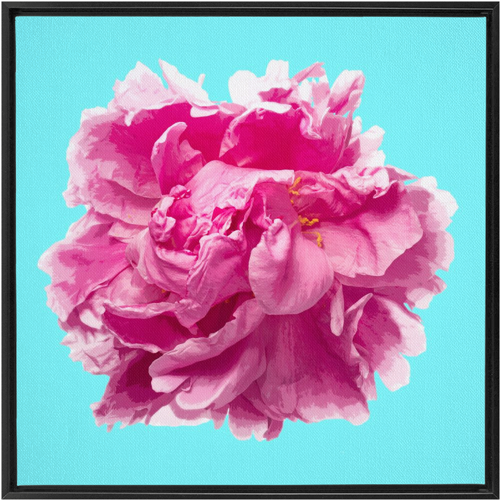 Pink Peony on Cyan