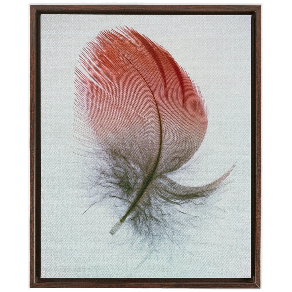 Feather Study