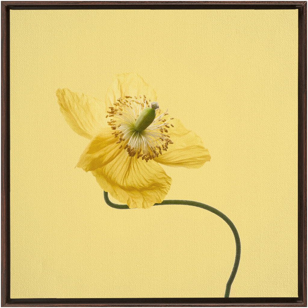 Yellow Poppy 2 on Yellow