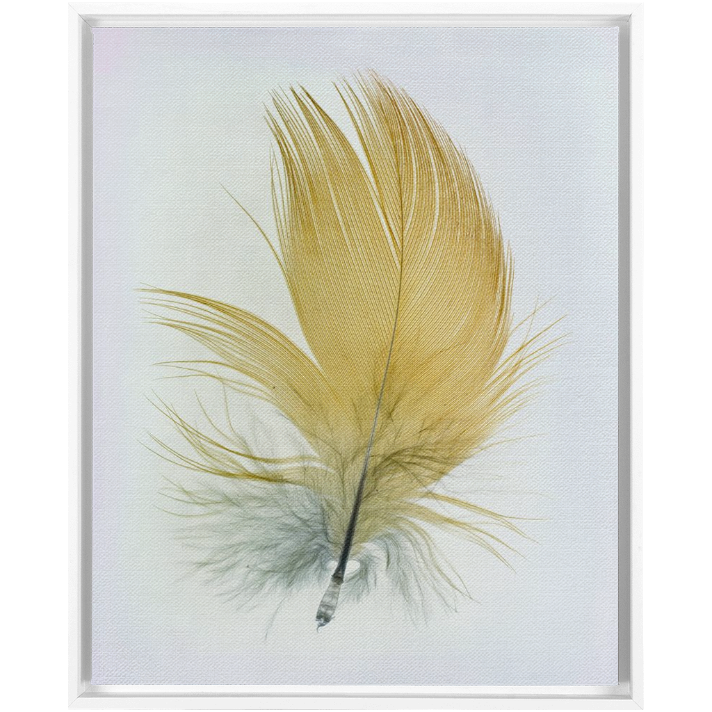 Feather Study