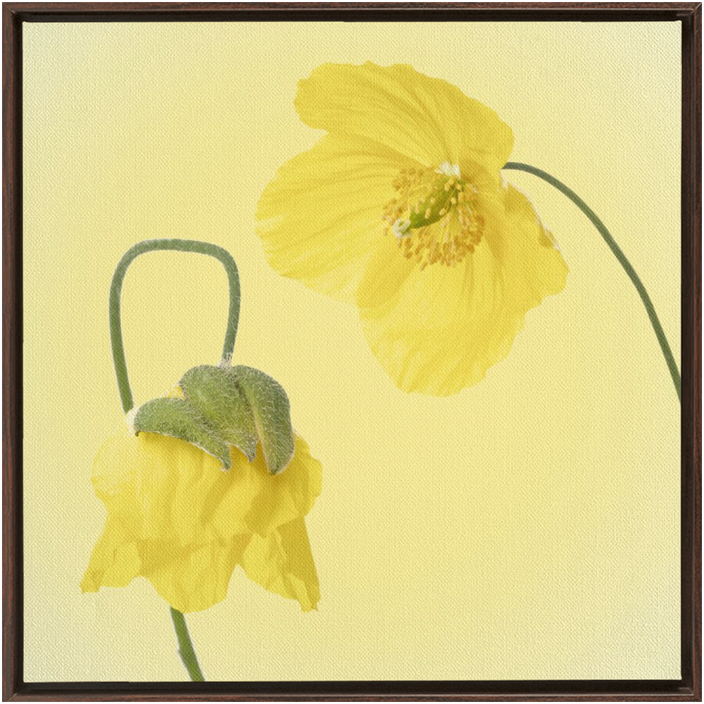 Two Yellow Poppies