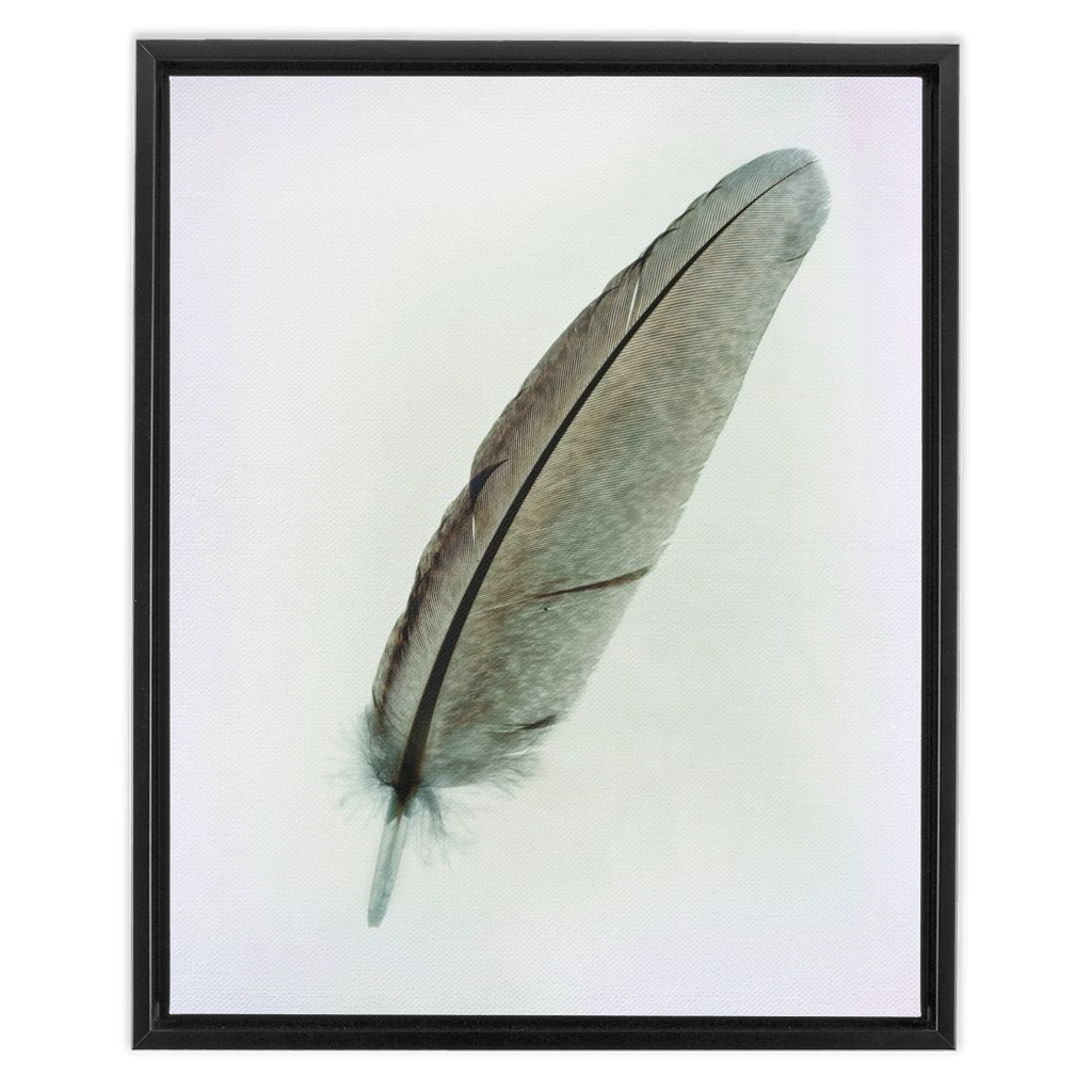 Feather Study