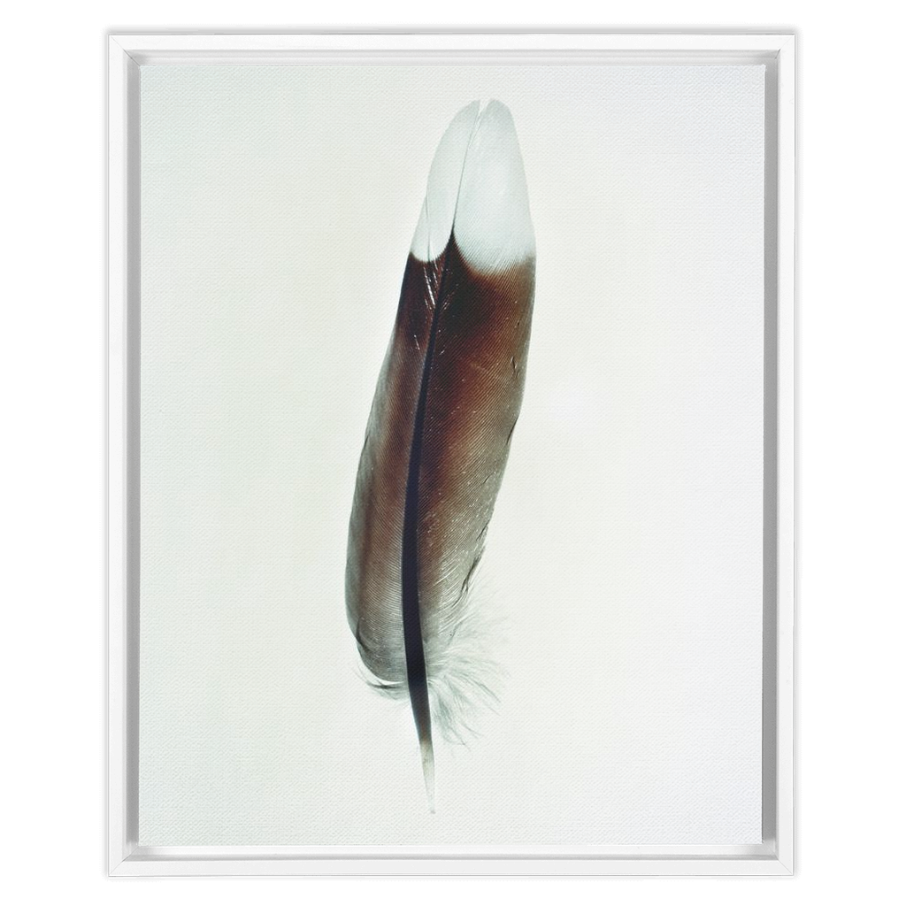 Feather Study