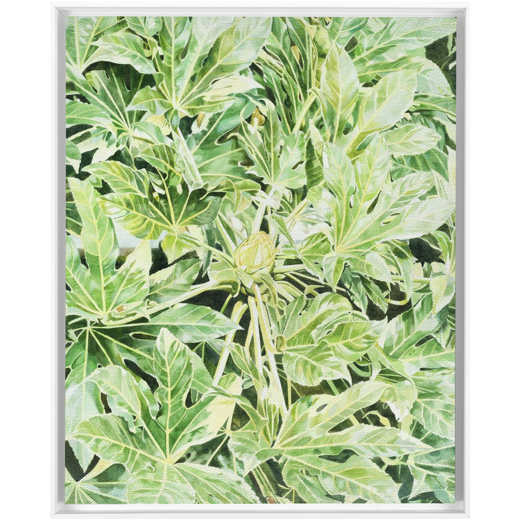 "Japonica"(Variegata)