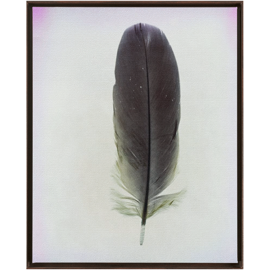 Feather Study