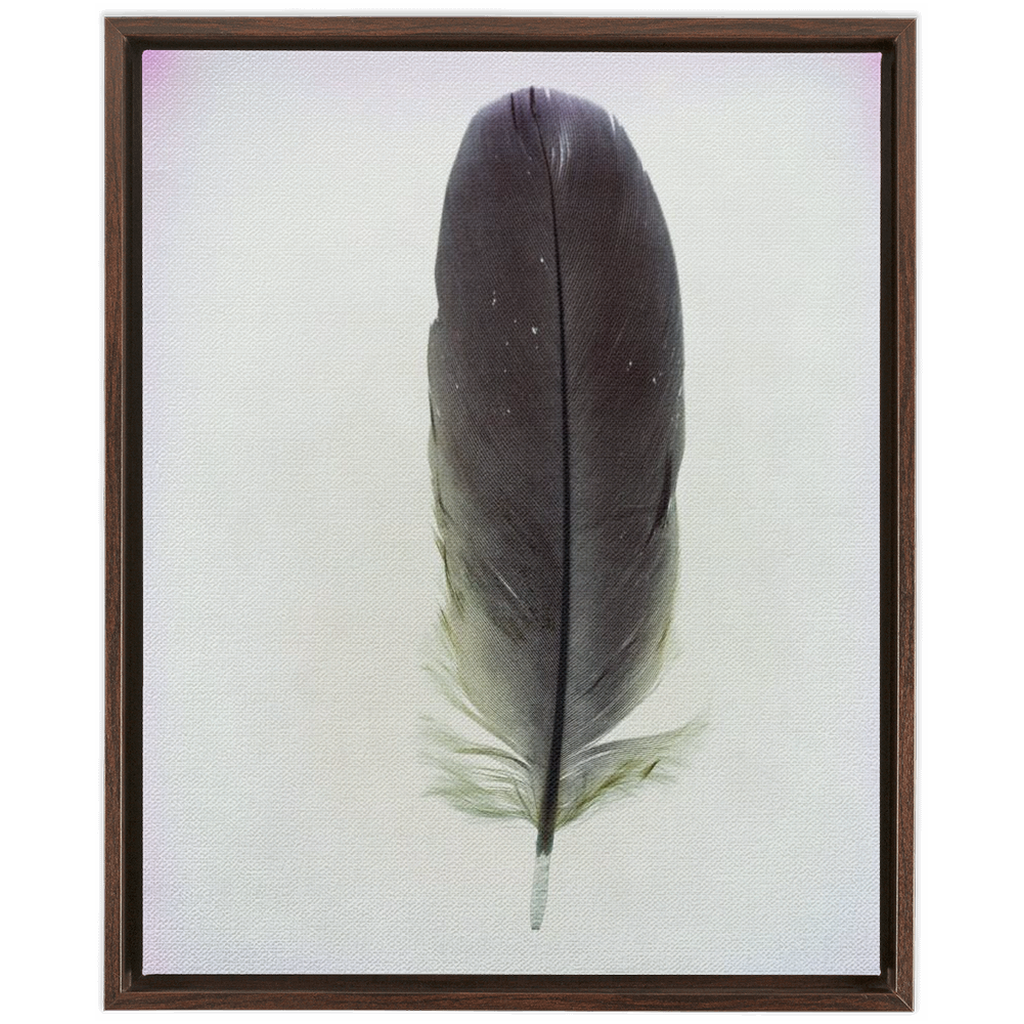 Feather Study