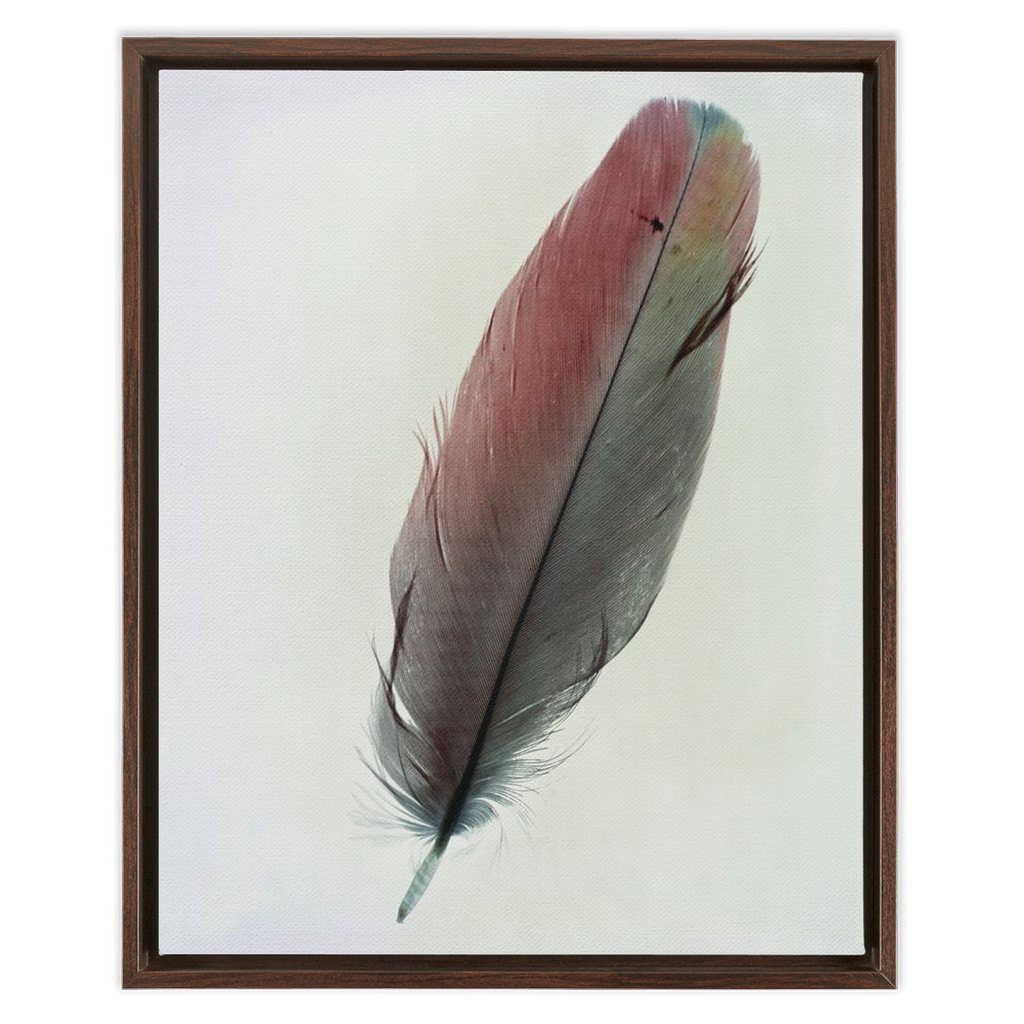 Feather Study