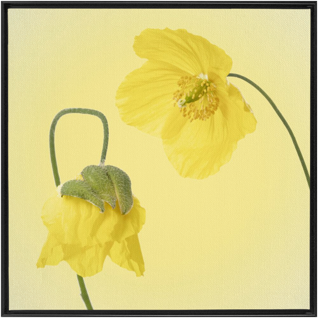Two Yellow Poppies