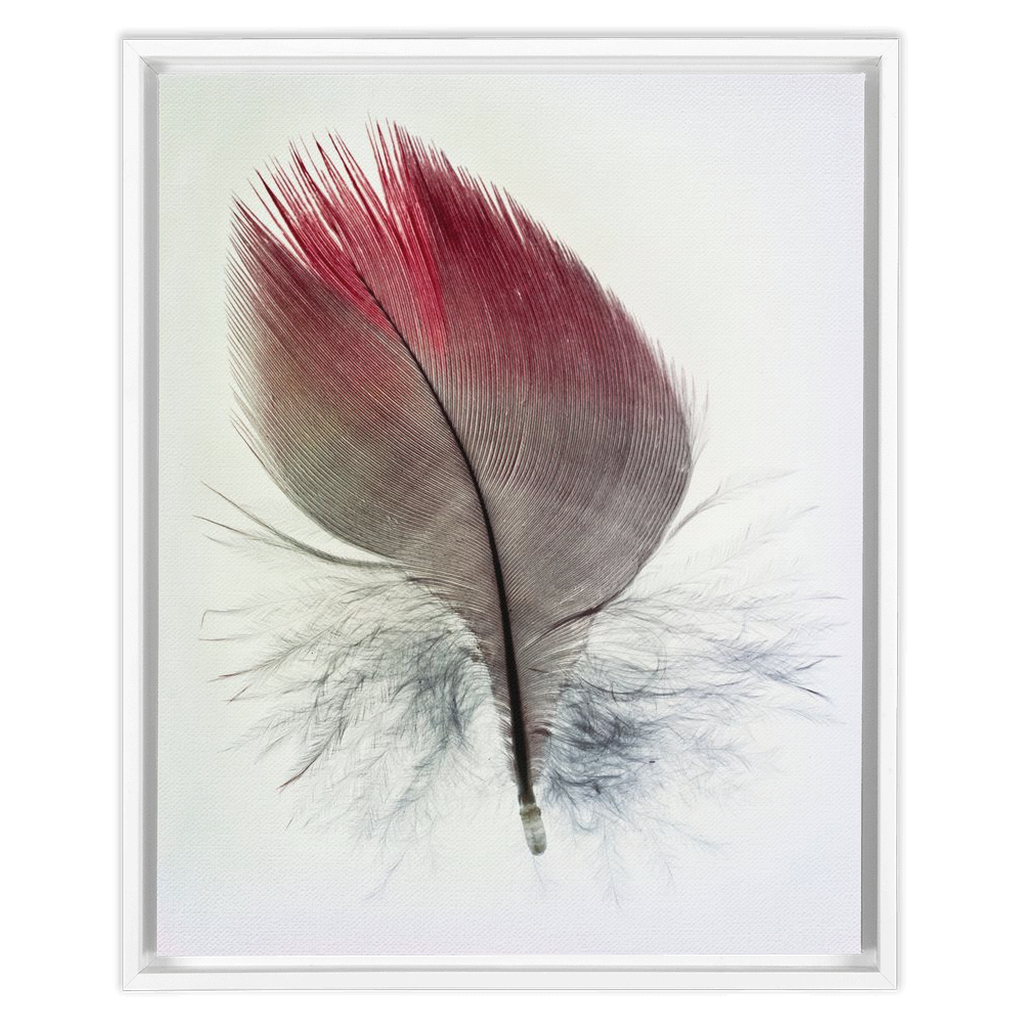 Feather Study