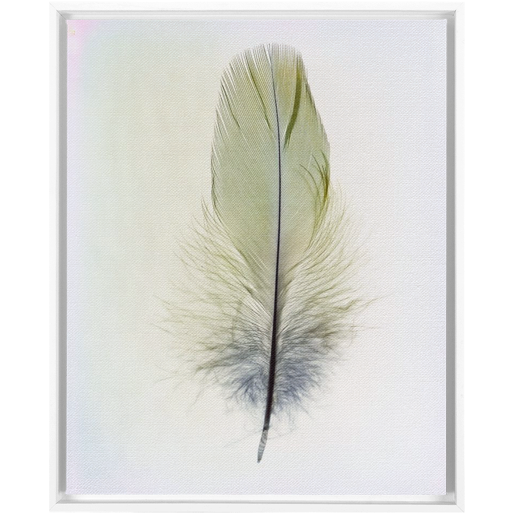 Feather Study