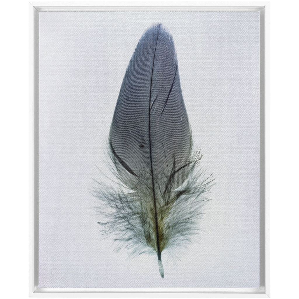 Feather Study