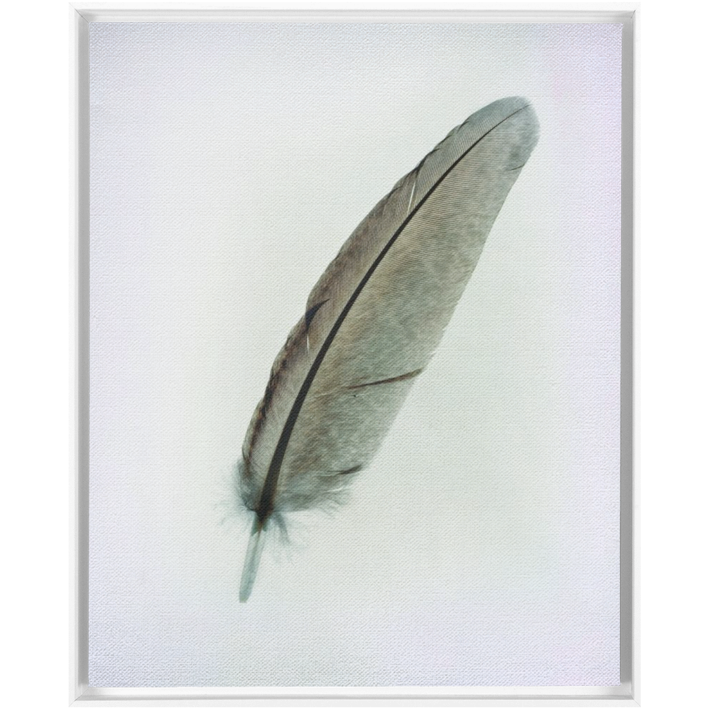 Feather Study