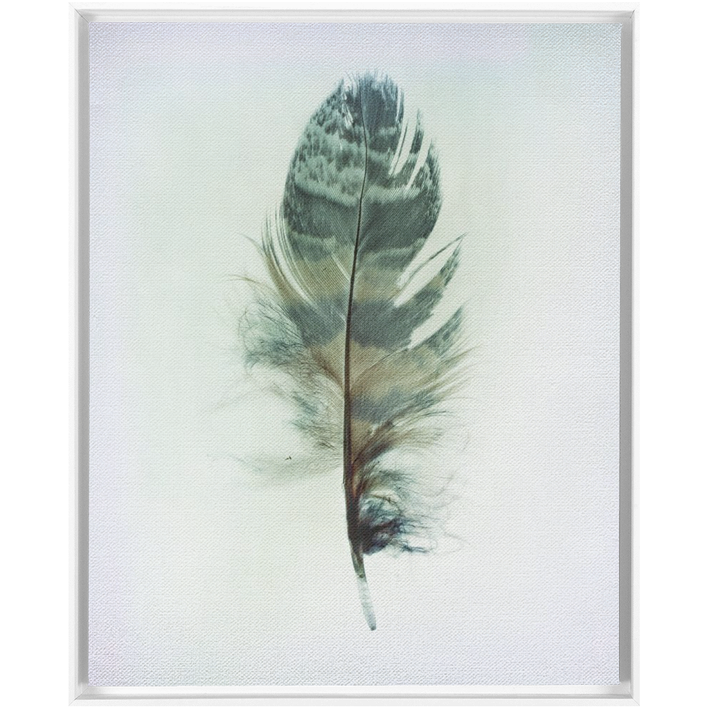 Feather Study