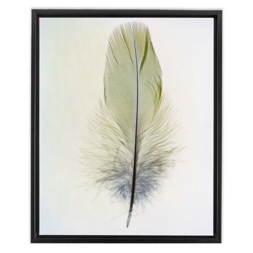 Feather Study