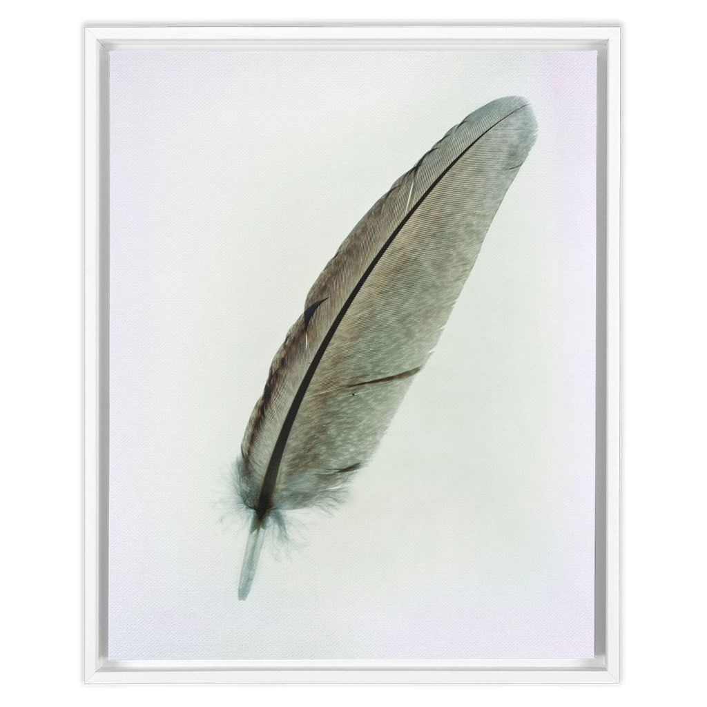 Feather Study