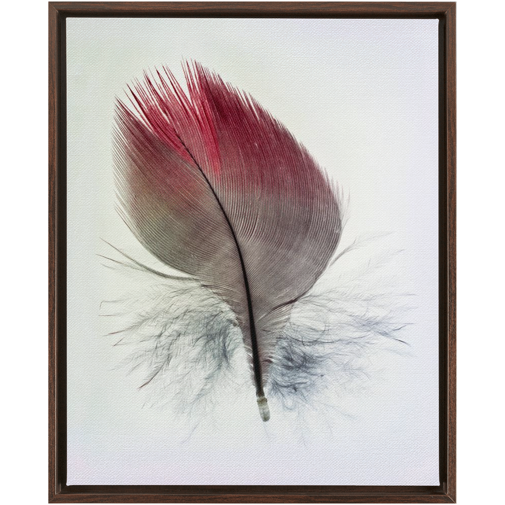 Feather Study