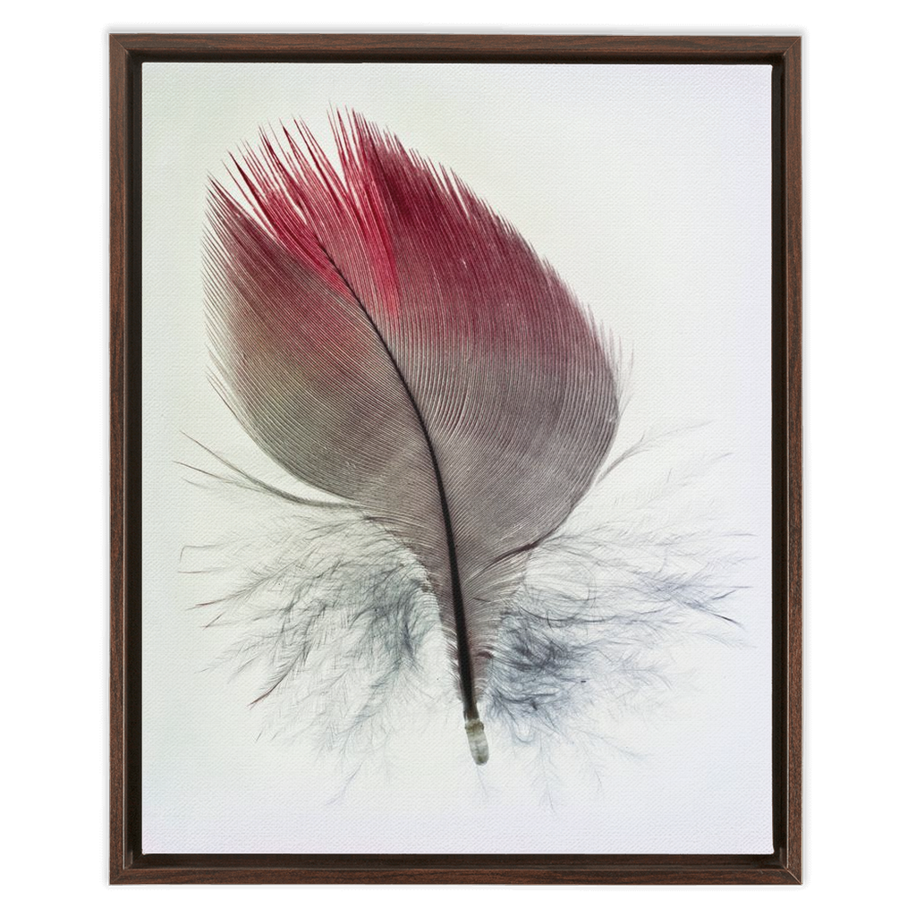 Feather Study
