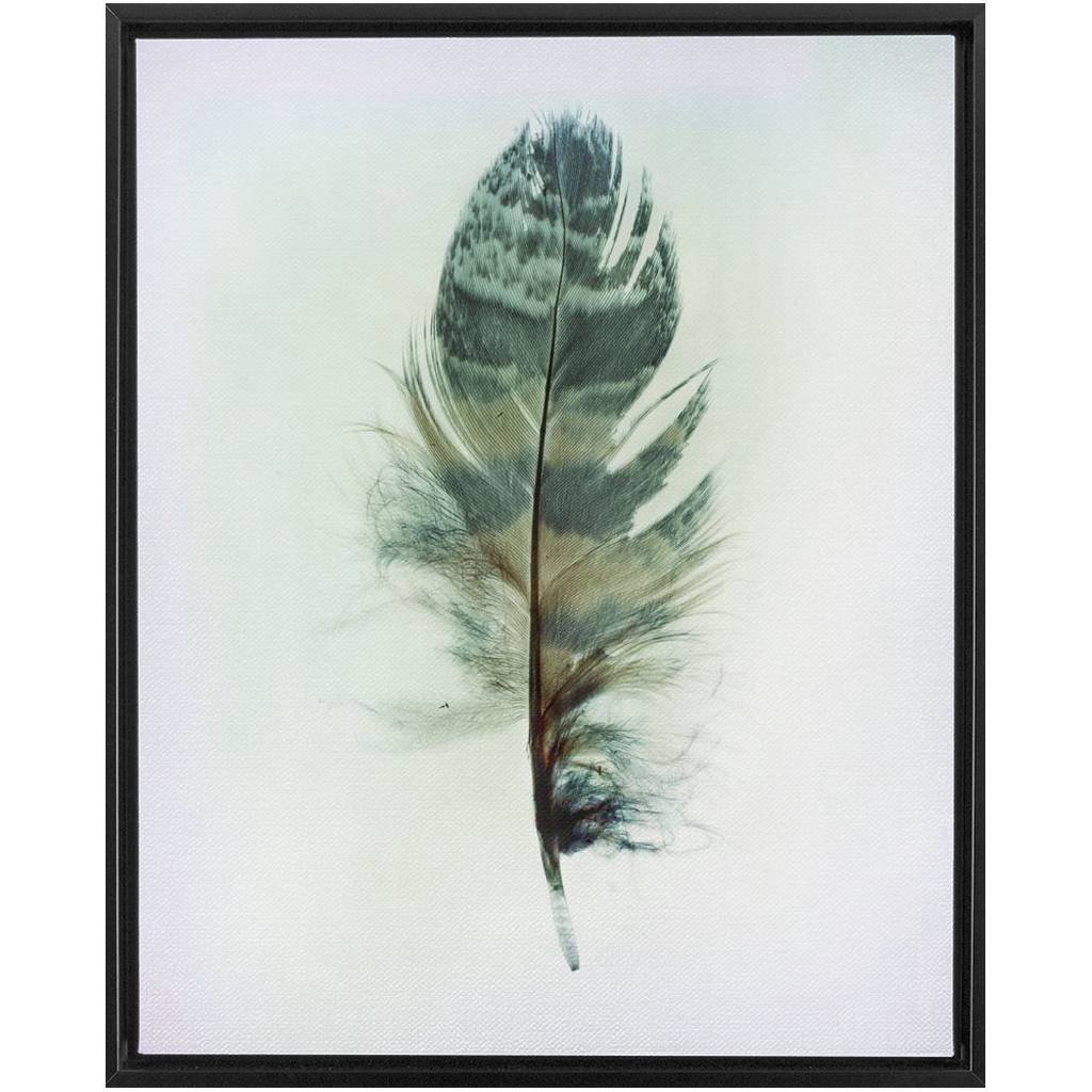 Feather Study