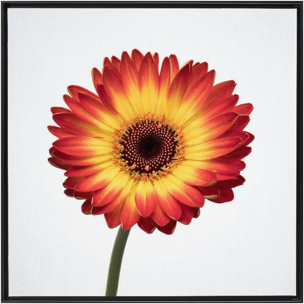 Flaming Gerbera