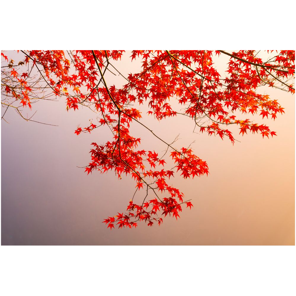 Momiji-6