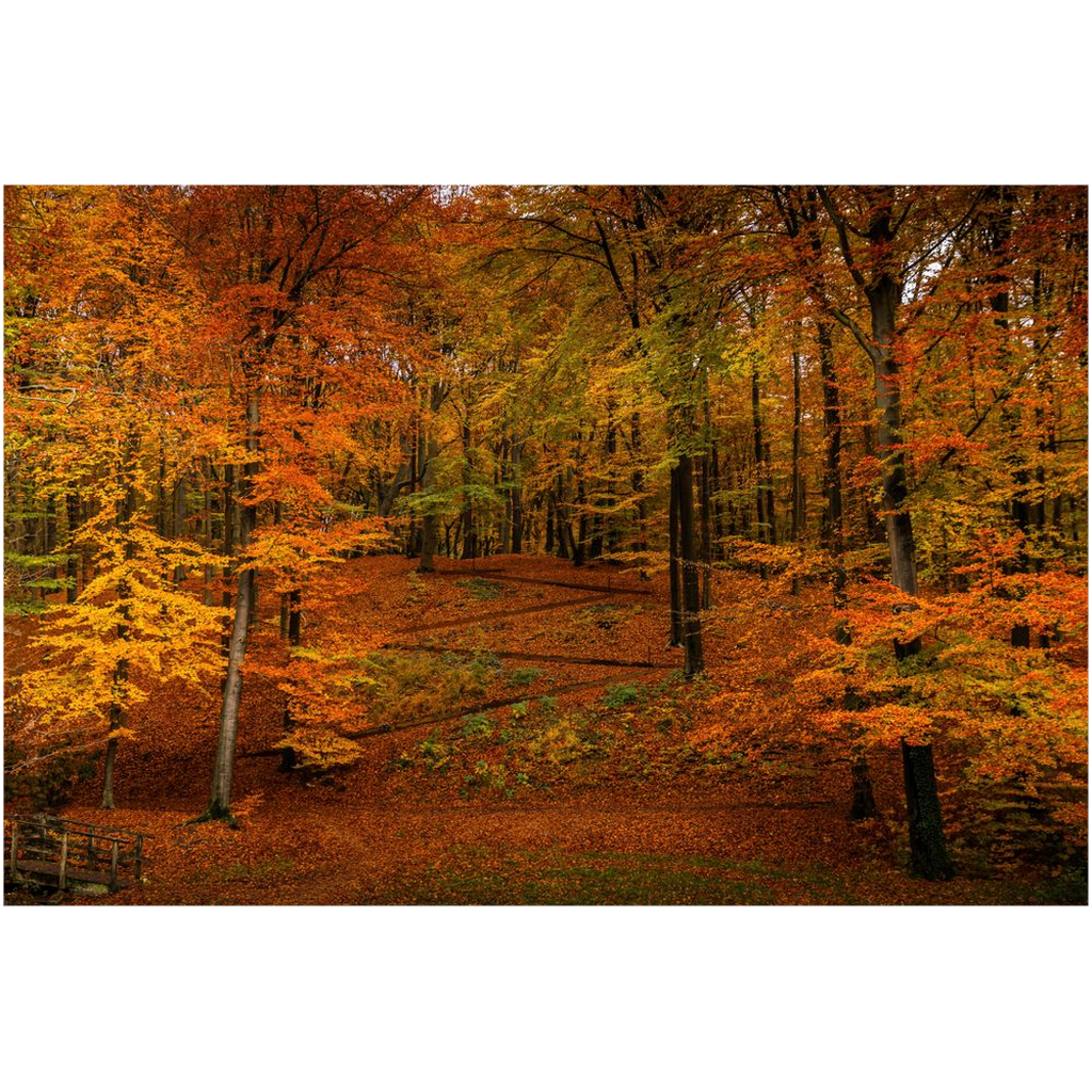 A Symphony of Autumn Hues