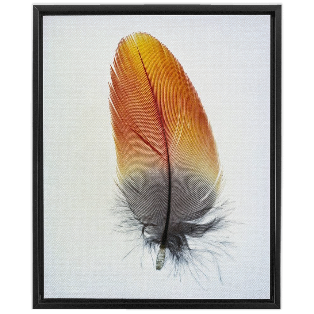 Feather Study