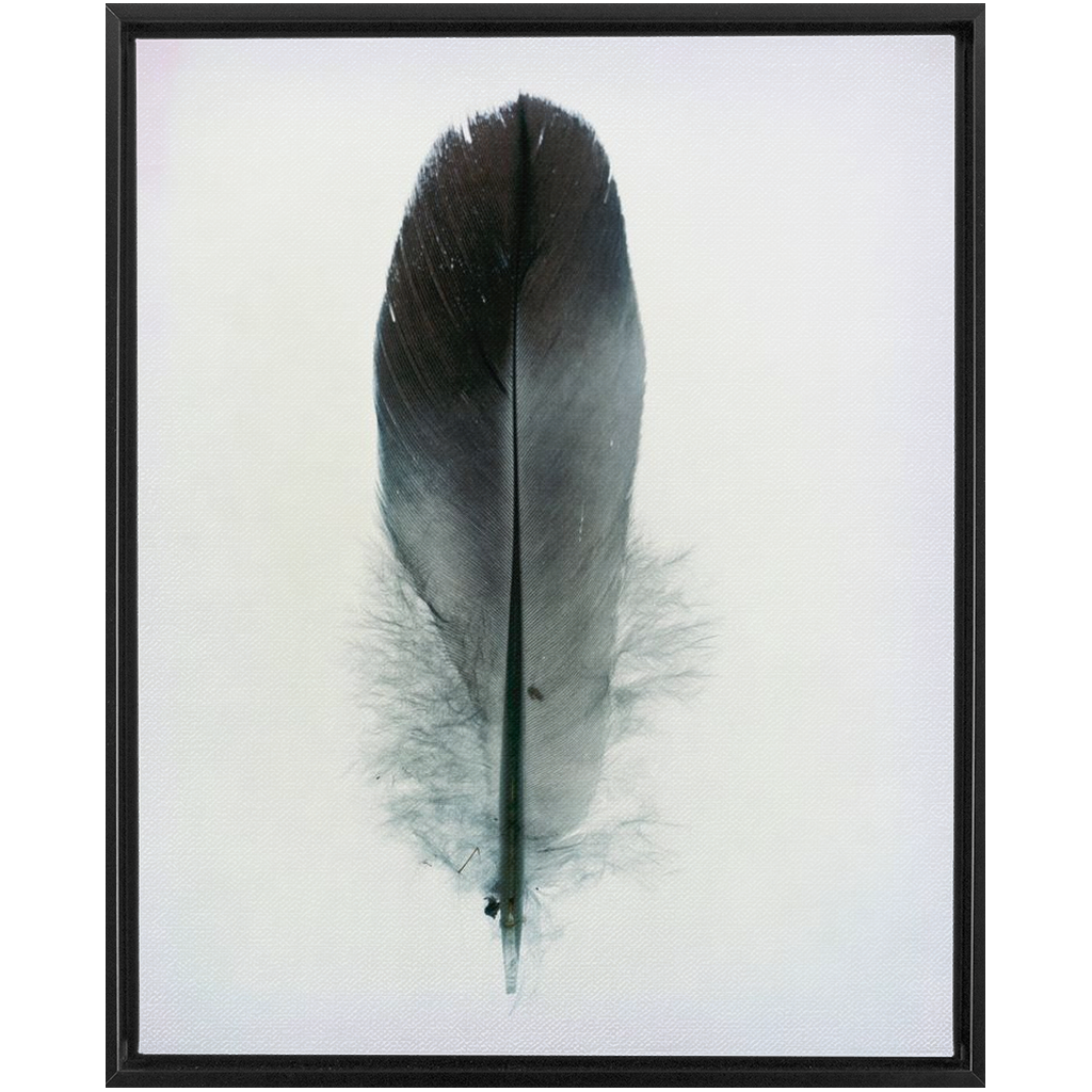 Feather Study