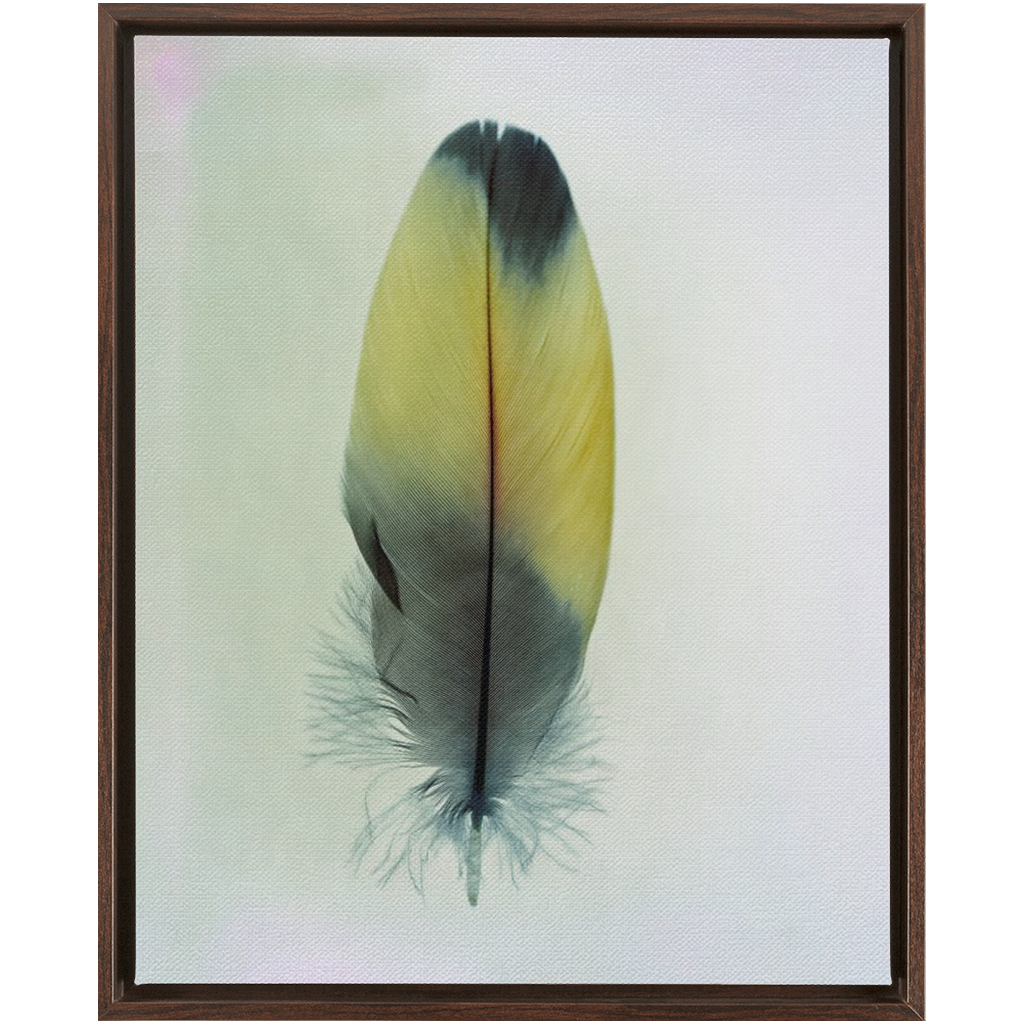 Feather Study