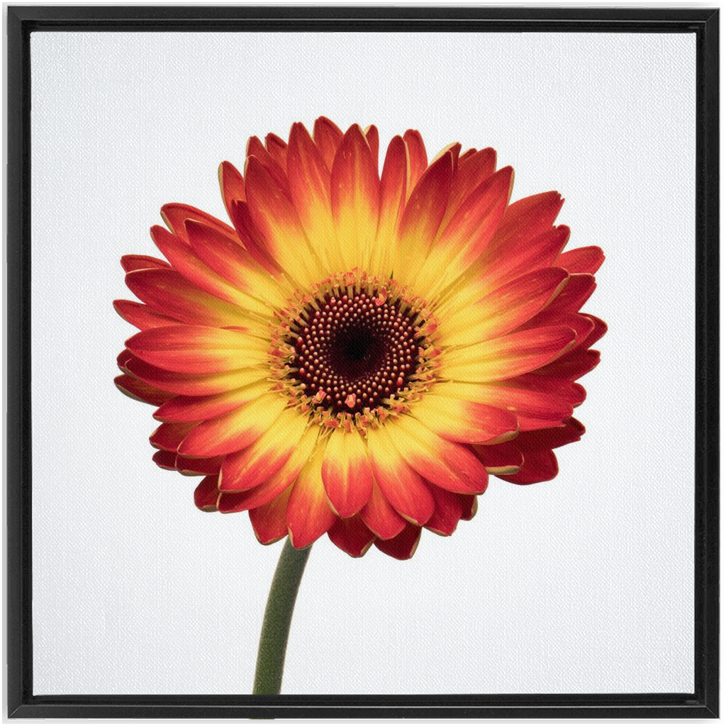 Flaming Gerbera