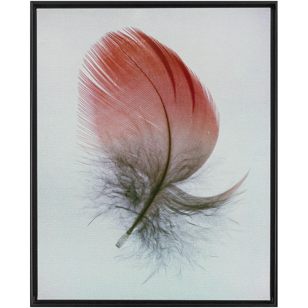 Feather Study