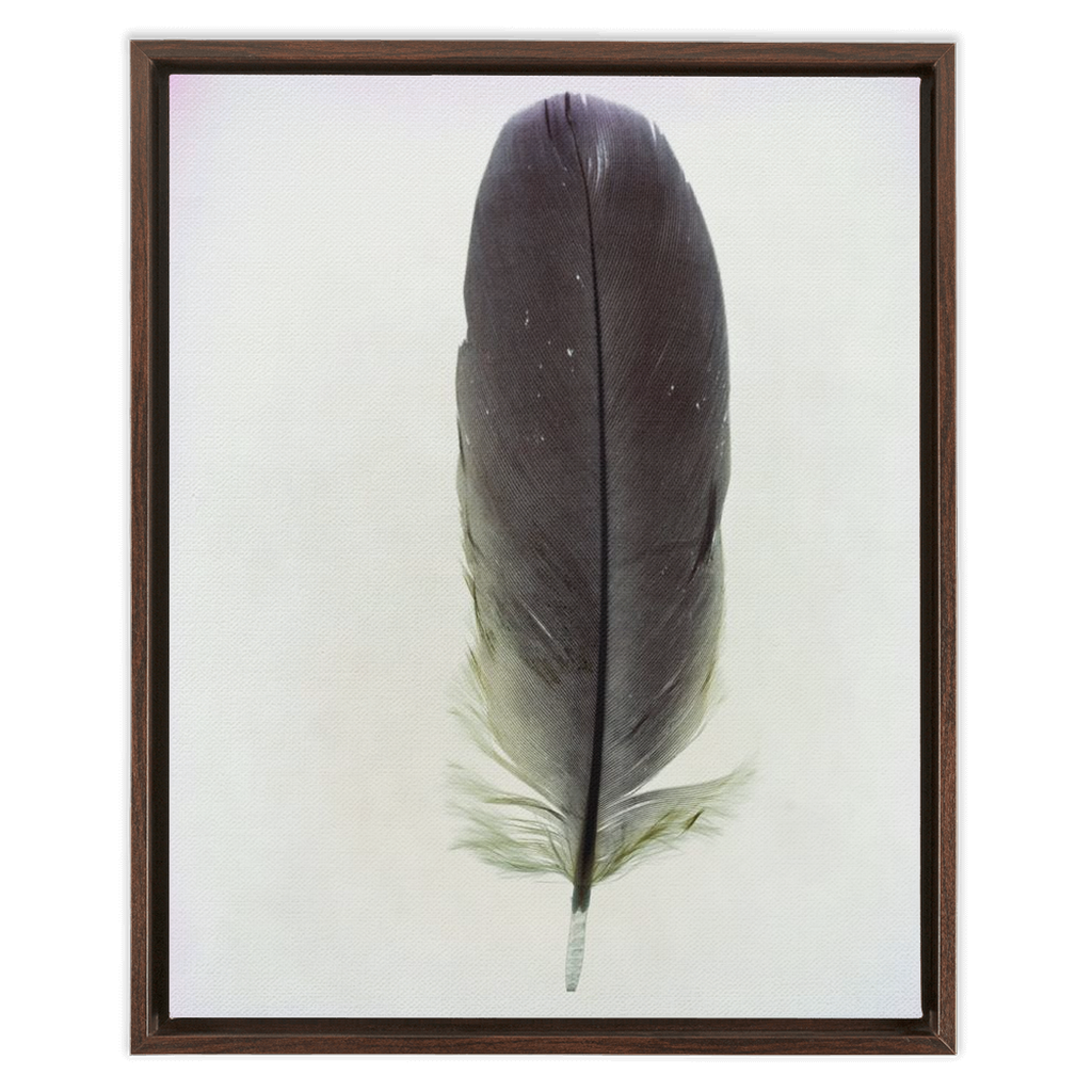 Feather Study