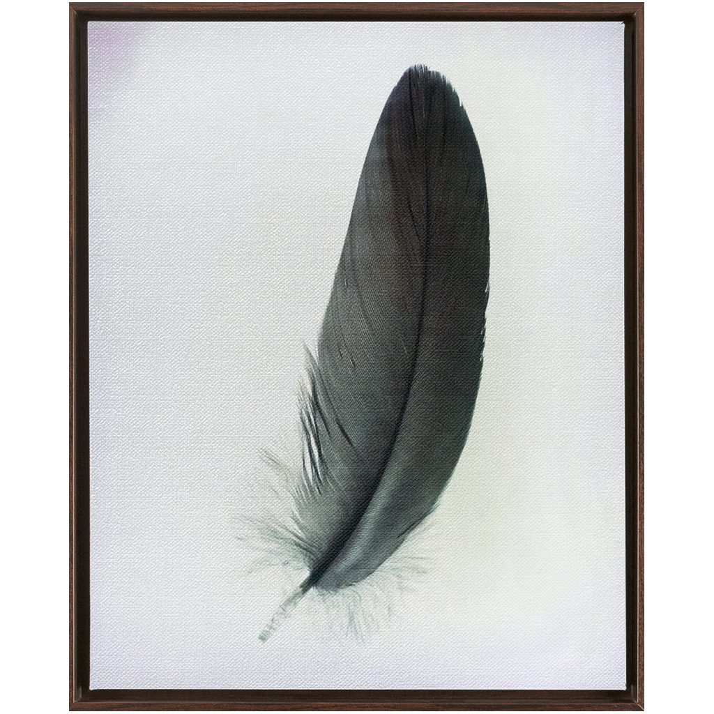 Feather Study