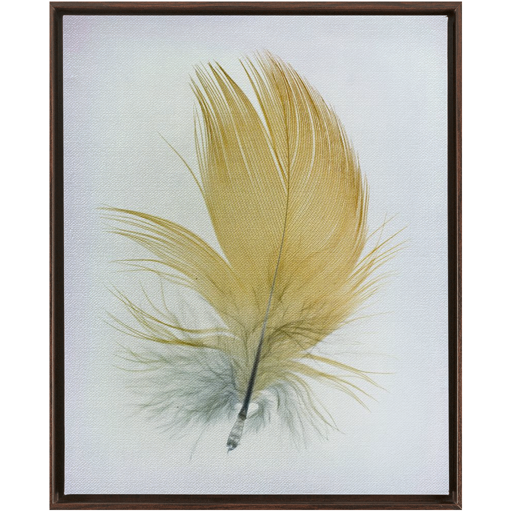 Feather Study
