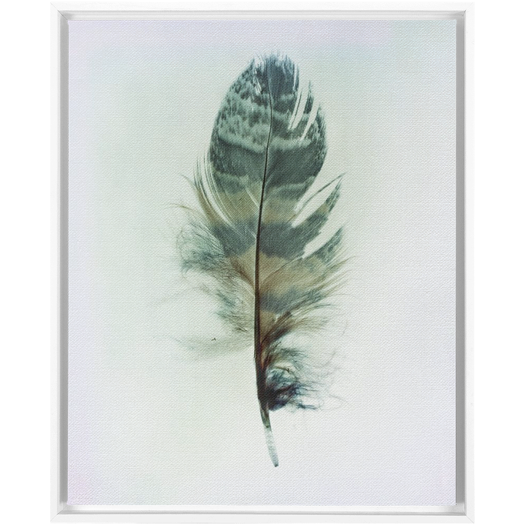 Feather Study