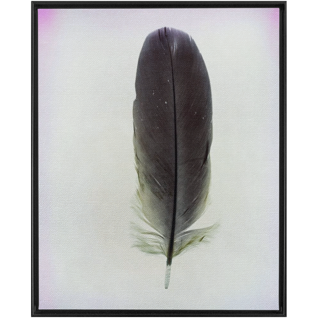 Feather Study