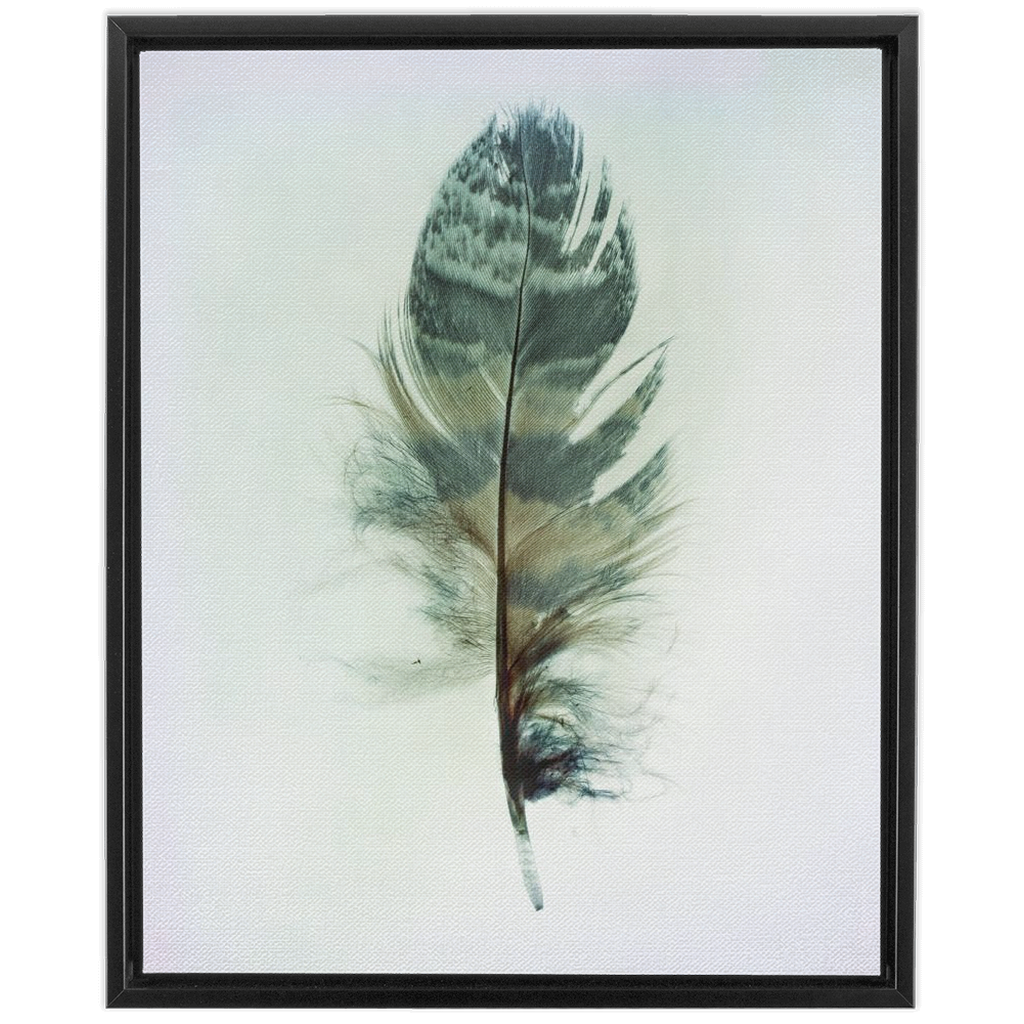 Feather Study