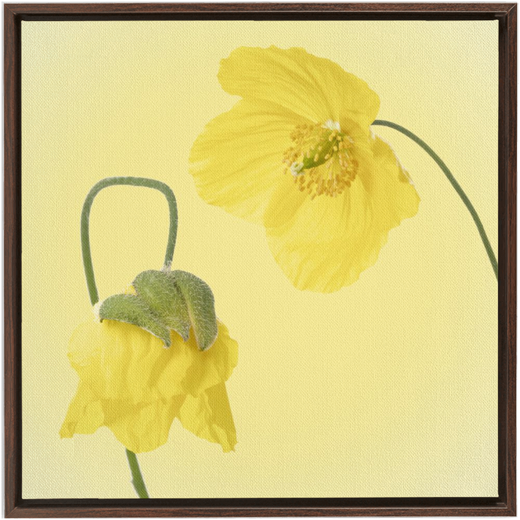 Two Yellow Poppies