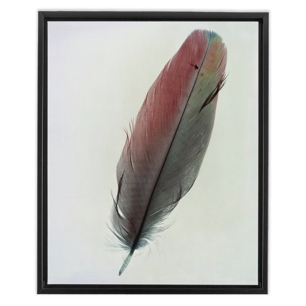 Feather Study