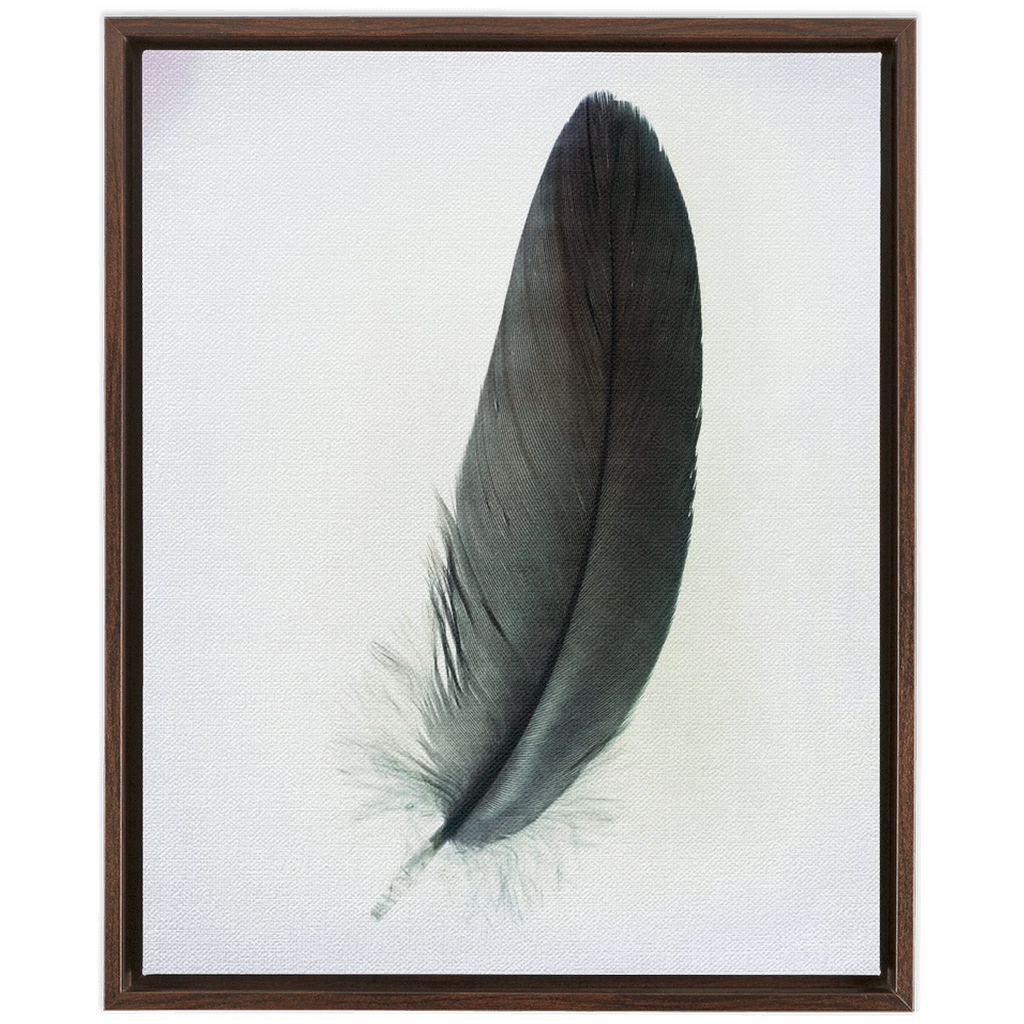 Feather Study