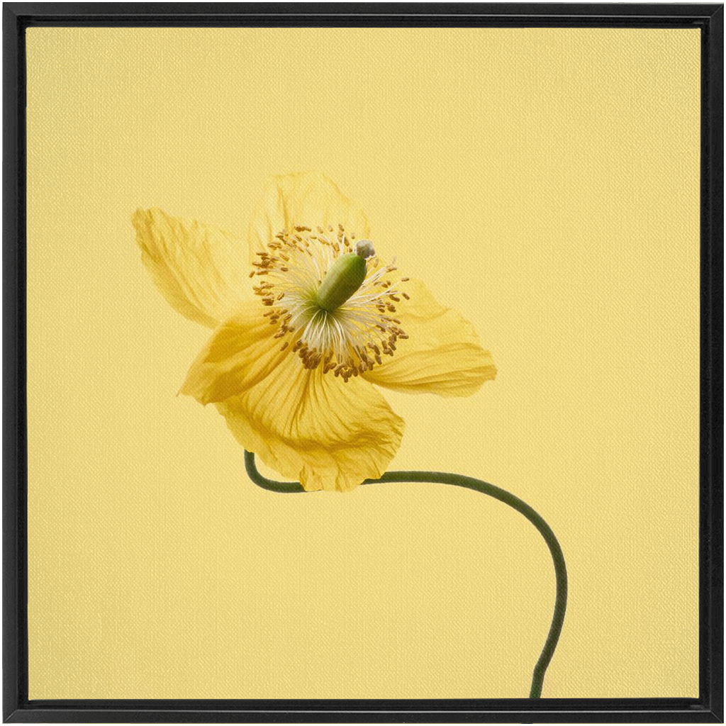 Yellow Poppy 2 on Yellow