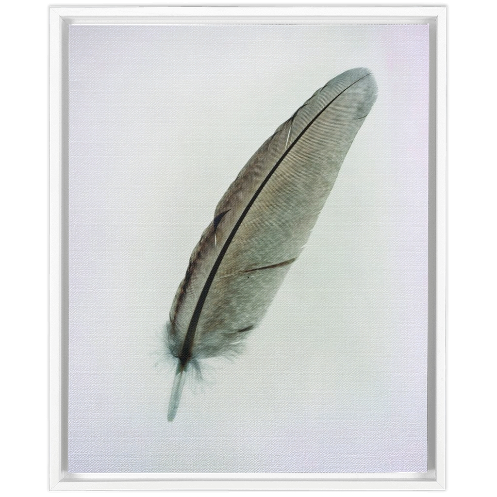 Feather Study