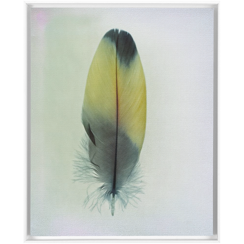 Feather Study